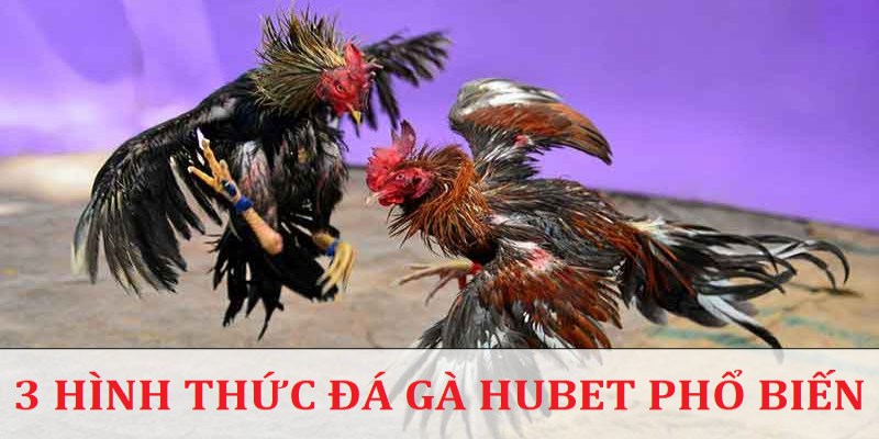 3 hình thức đá gà tại nền tảng Hubet với tỷ lệ thắng cao